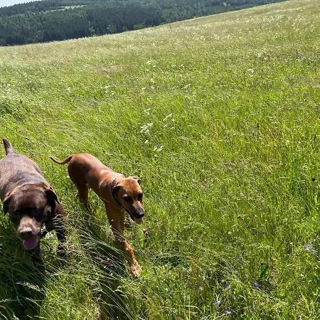 Koeniguv Mlyn Πανσιόν